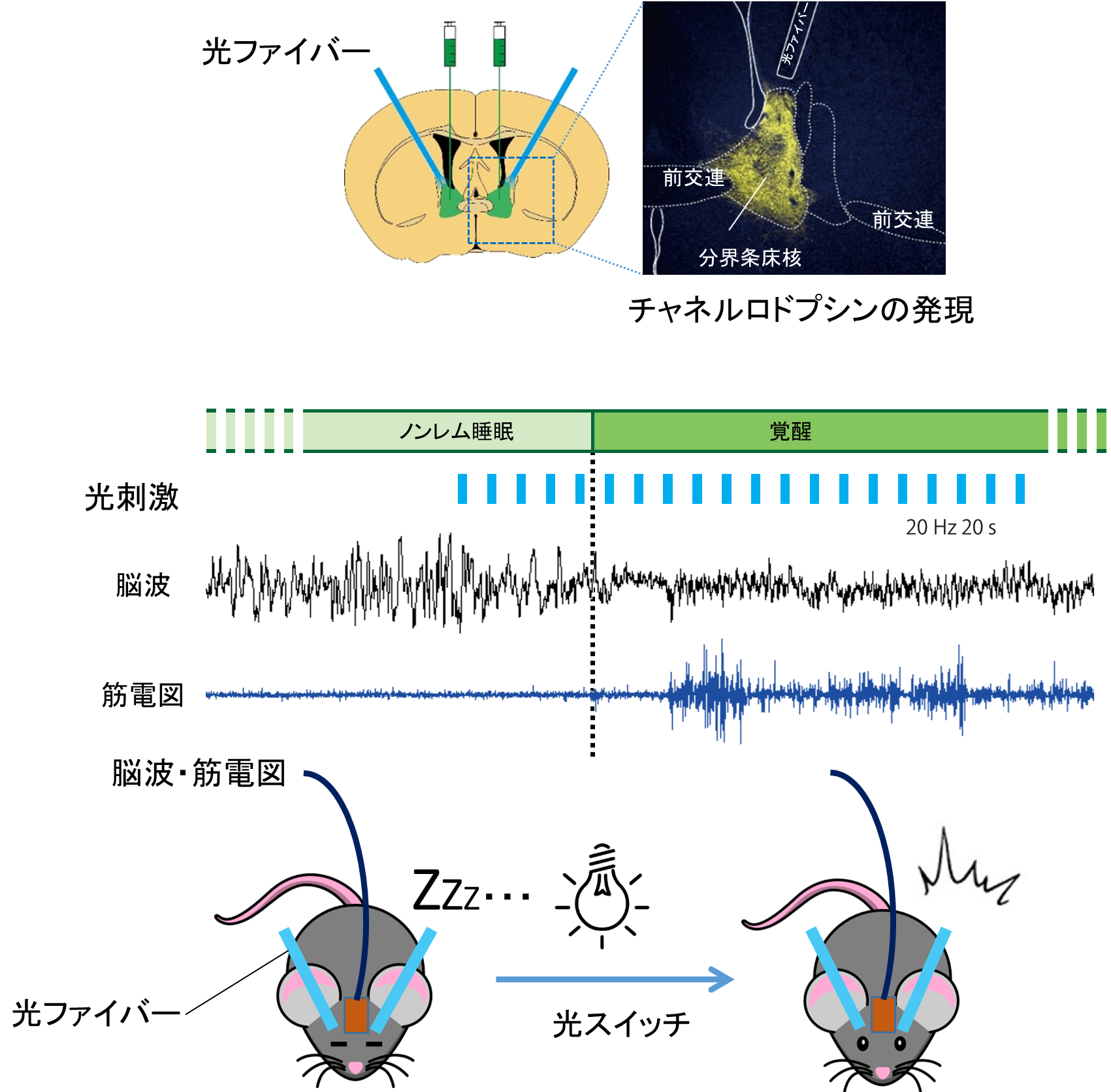 図1:今回の研究で使用された実験方法