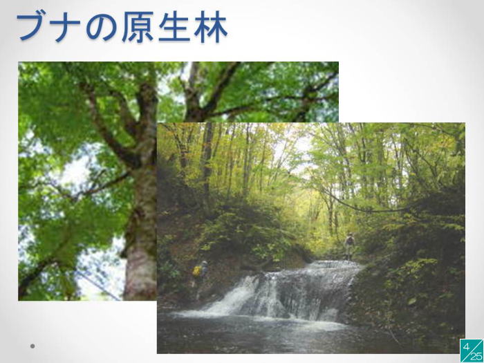 ブナの原生林の風景、緑豊かな木々と小川が流れる自然の景観。