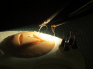 医療系セミナーでの手術トレーニングの様子。手術器具が模擬患者の皮膚に触れている。