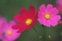 赤とピンクのコスモスの花が咲いている様子。背景は緑色で、鮮やかな色合いが目を引く。