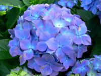 紫色のあじさいの花が咲いている様子。緑の葉に囲まれた美しい花束。