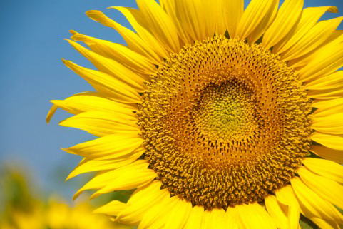 ひまわりの花が青空の下で鮮やかに咲いている様子。