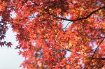 紅葉した木の葉が鮮やかな赤色に染まり、青空を背景に広がっている様子。