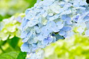 青いあじさいの花が咲いている様子。背景には緑の葉が広がり、鮮やかな色合いが印象的。