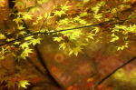 紅葉したもみじの葉が、背景の柔らかな色合いと共に美しく映える風景。