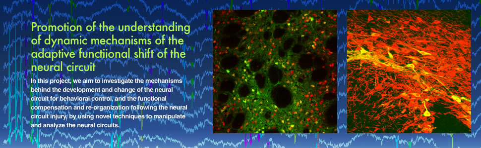 Promotion of the understanding of dynamic mechanisms of the adaptive functiional shift of the neural circuit｜In this project, we aim to investigate the mechanisms behind the development and change of the neural circuit for behavioral control, and the functional compensation and re-organization following the neural circuit injury, by using novel techniques to manipulate and analyze the neural circuits.