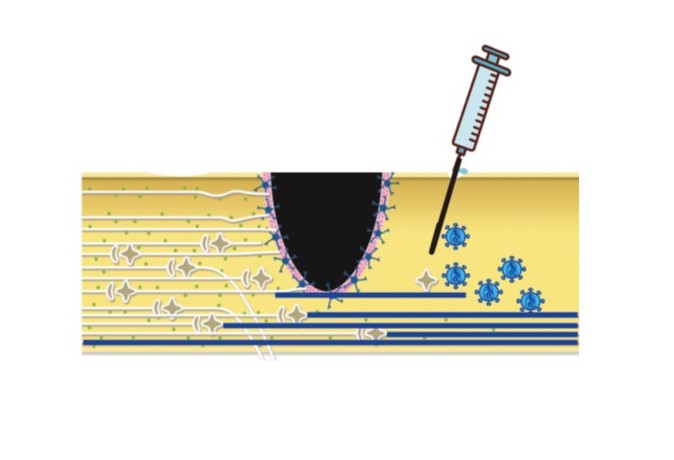 Analysis of the re-organizing neuronal circuits from the spinal cord injury, by using the virus tracing system.