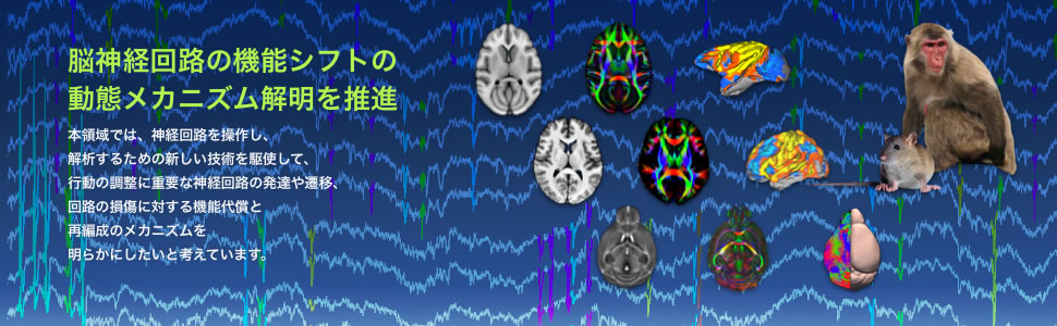 脳神経回路の機能シフトの動態メカニズム解明を推進｜本領域では、神経回路を操作し、 解析するための新しい技術を駆使して、 行動の調整に重要な神経回路の発達や遷移、 回路の損傷に対する機能代謝と 再編成のメカニズムを 明らかにしたいと考えています。