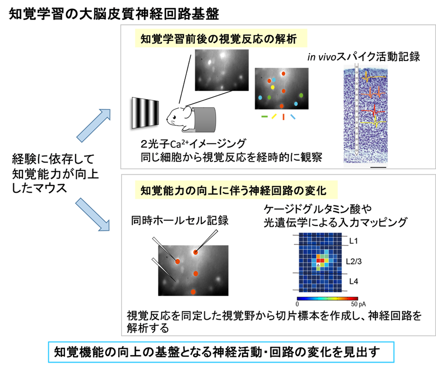 吉村 由美子 自然科学研究機構 行動適応を担う脳神経回路の機能シフト機構 文部科学省科学研究費補助金新学術領域研究 行動適応を担う脳神経 回路の機能シフト機構 略称 適応回路シフト に関するサイトです 吉村 由美子 自然科学研究機構 行動適応を担う脳神経回路の機能シフト機構 文部科学省科学研究費補助金新学術領域研究 行動適応を担う脳神経 回路の機能シフト機構 略称 適応回路シフト に関するサイトです