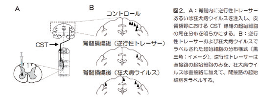 高田 昌彦（京都大学）｜行動適応を担う脳神経回路の機能シフト