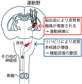 線条体 神経科学の基礎と臨床２/ブレ-ン出版/板倉徹（単行本） Amazon.co.jp: 小動物基礎臨床技術シリーズ 縫合法 : 左近允 巌