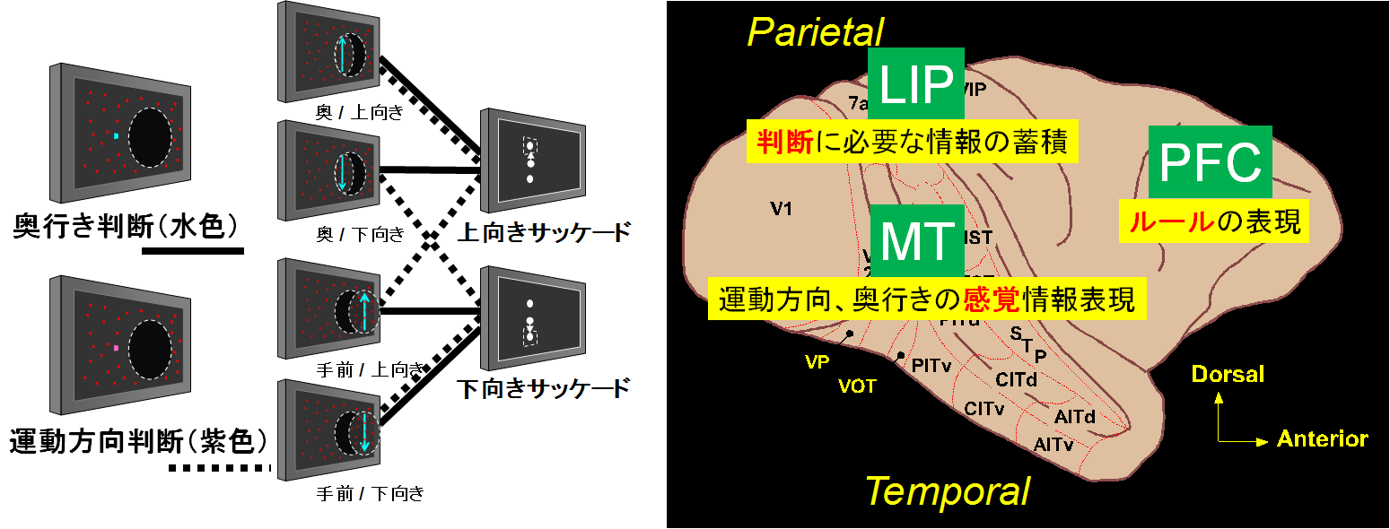 ダイナミックキネシオン療法概論 蛋白質の翻訳後変化により形成されるがん特異的抗原を標的とした