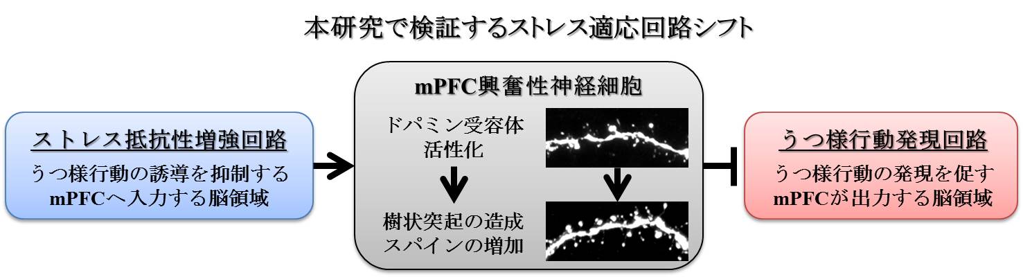 古屋敷 智之（神戸大学）｜行動適応を担う脳神経回路の機能