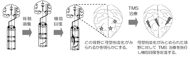 高田 昌彦（京都大学）｜行動適応を担う脳神経回路の機能シフト