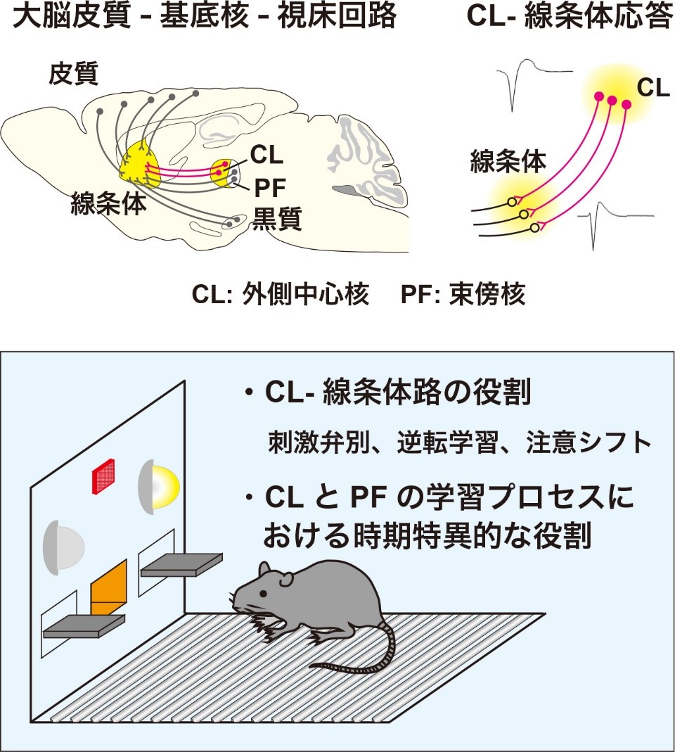 図: 視床線条体路による行動の選択と柔軟性な切り替えの制御