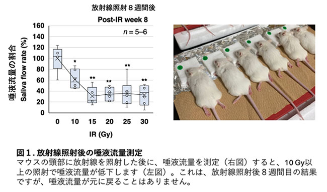 図1. 放射線照射後の唾液流量測定　マウスの頸部に放射線を照射した後に、唾液流量を測定（右図）すると、10Gy以上の照射で唾液流量が低下します（左図）。これは、放射線照射後8週間目の結果ですが、唾液流量が元に戻ることはありません。