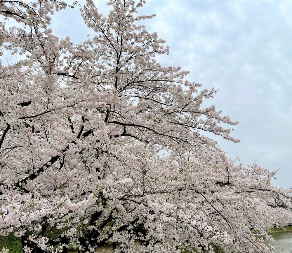 弘前公園の桜が満開に咲き誇る様子。青空を背景に、約2600本の桜が美しい花を咲かせています。