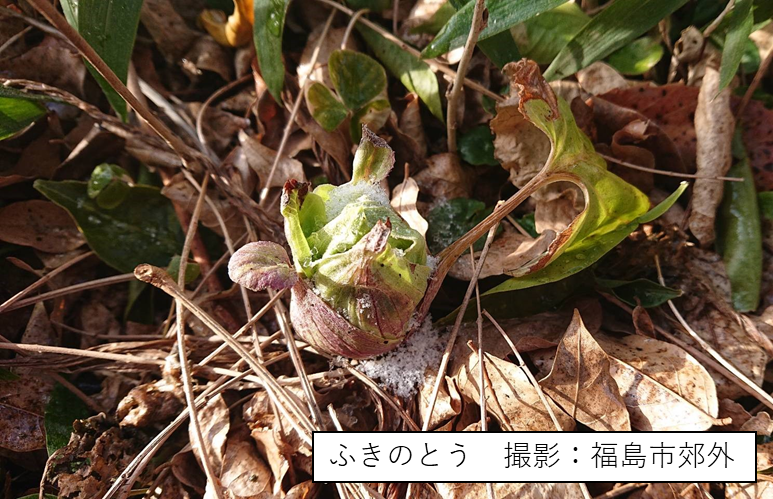 ふきのとうが顔を出し、周囲には枯れ葉や草が広がる春の訪れを感じさせる風景。