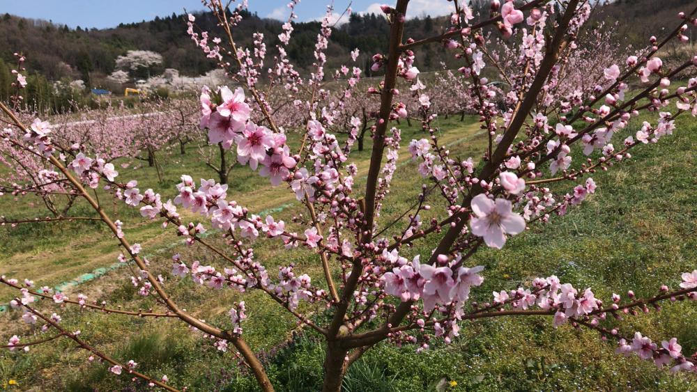 桃の花が咲き誇る福島の果樹園の風景。春の訪れを感じる美しい景色。