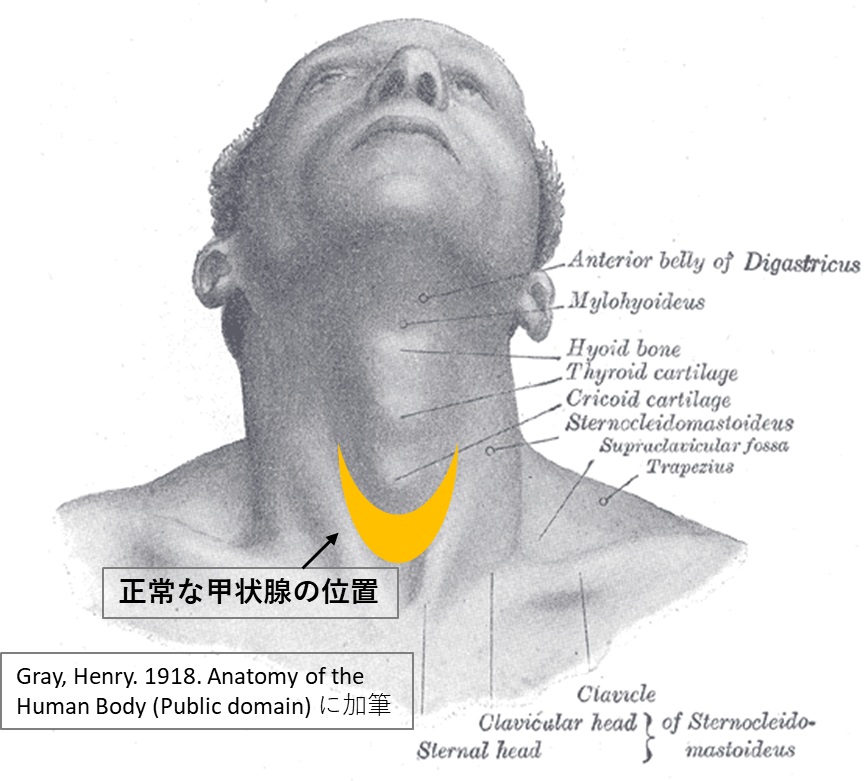 首を上に向けた男性の図で、甲状腺の位置が示されています。