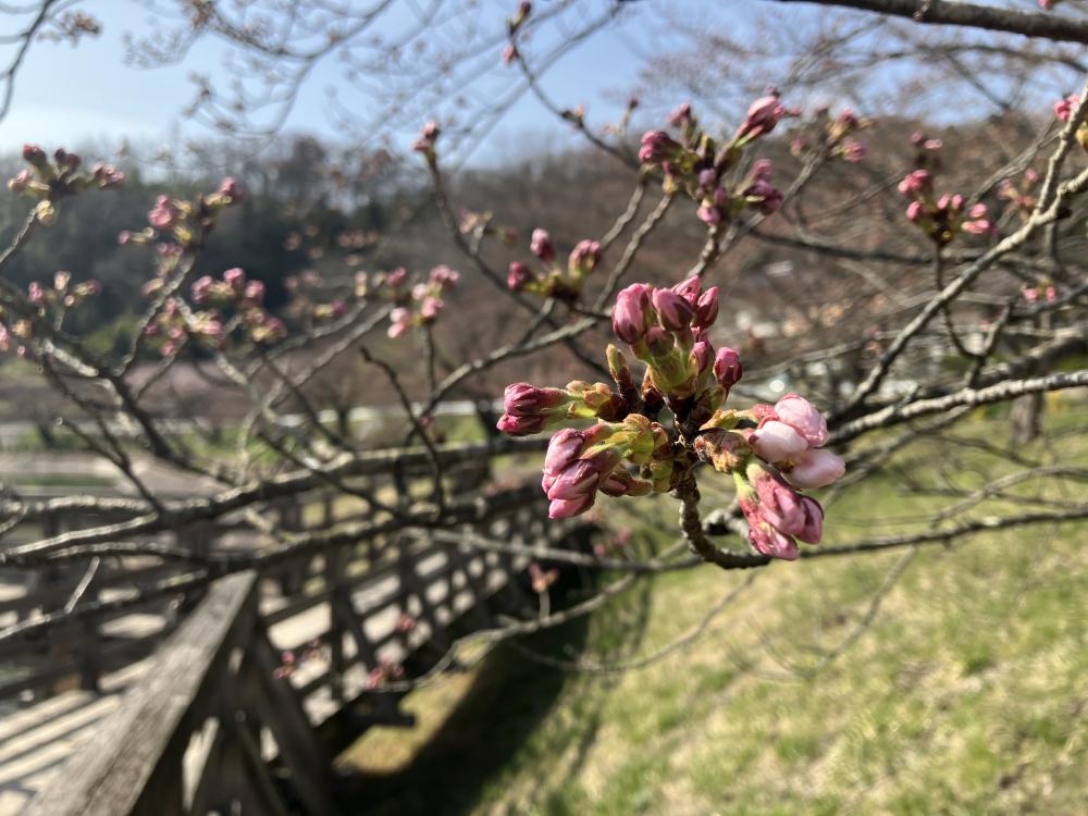 桜のつぼみがほころびかけている様子を捉えた写真。背景には木のフェンスと青空が広がる。