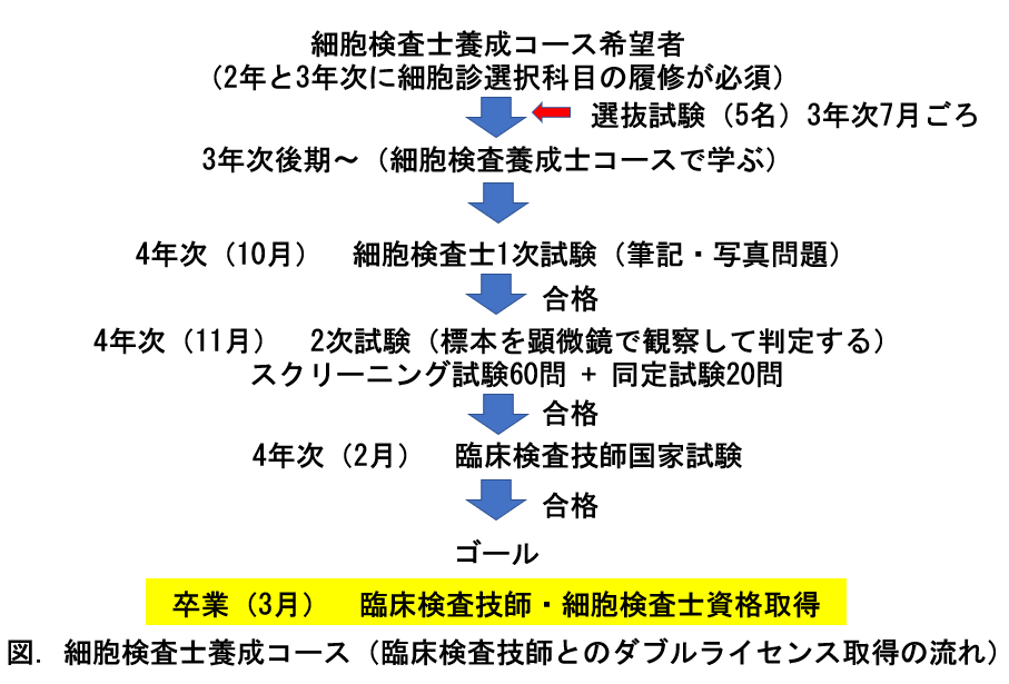 細胞検査士養成コースのダブルライセンス取得までの流れを示した図。