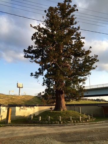 安達ヶ原にある「黒塚」と呼ばれる杉の木の写真。周囲には石碑や土手が見える。