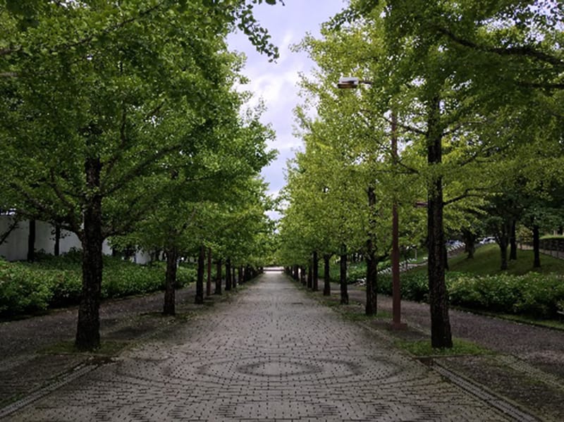 あづま総合運動公園の緑豊かな並木道、青空の下で心地よい散歩が楽しめる場所。