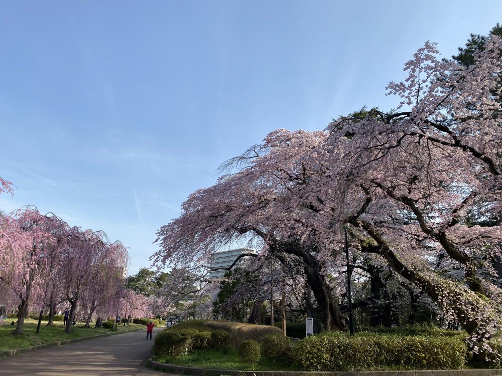桜が満開の公園の風景。青空の下、散策する人々が見える。