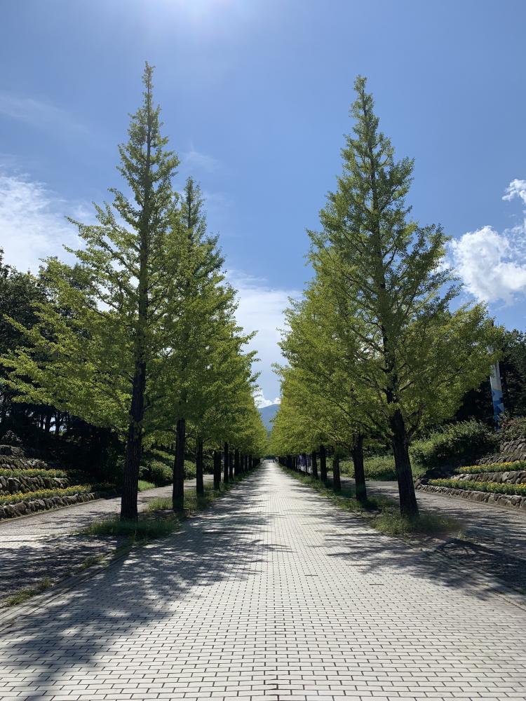 緑の木々が並ぶ広い道が続く風景、青空が広がる穏やかな日。