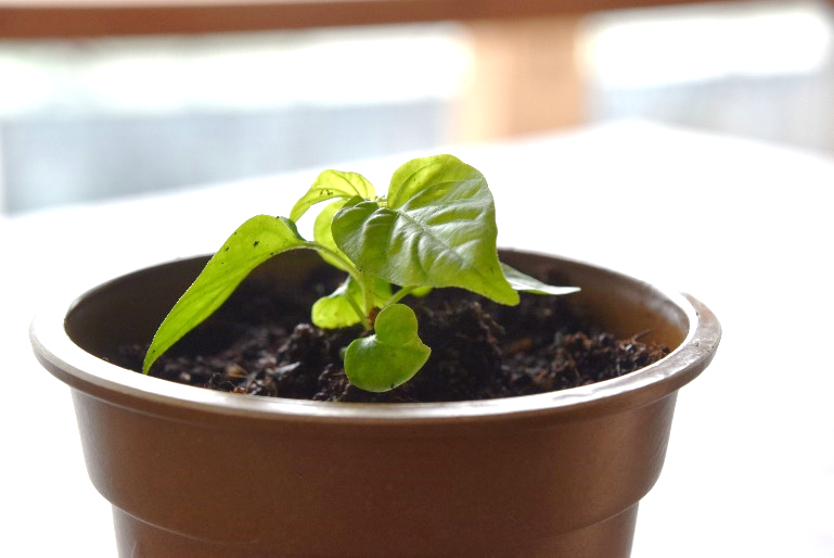 ハバネロの芽が出たばかりの植物が、鉢植えで育てられている様子。