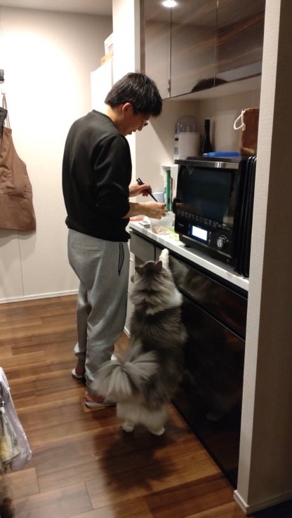 キッチンで料理をする男性と、そのそばで待つ猫の様子。