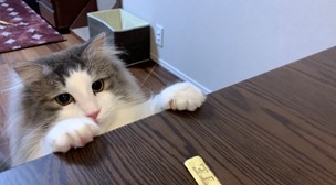 テーブルの上に前足を乗せて、こちらを見つめる猫の姿。背景にはゴミ箱とカーペットが見える。