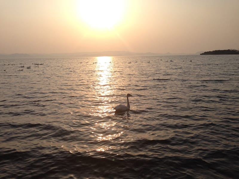 夕日が水面に反射する中、湖で泳ぐ白鳥の姿。周囲には他の水鳥も見える穏やかな風景。