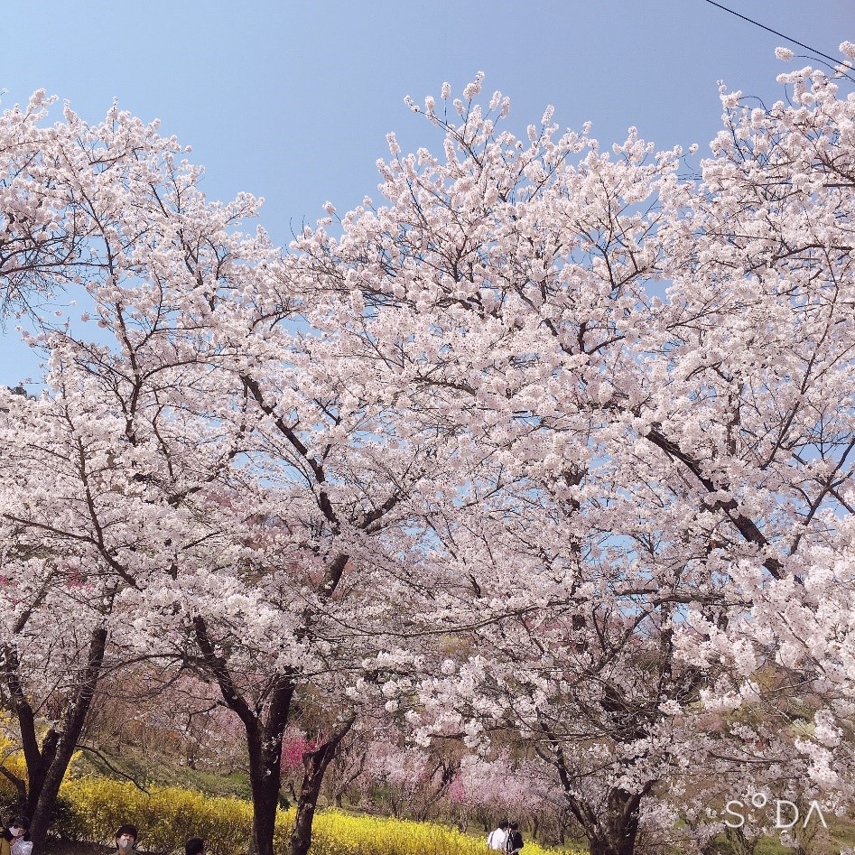 花見山公園の満開の桜と青空の風景、訪れる人々が自然を楽しんでいる様子。