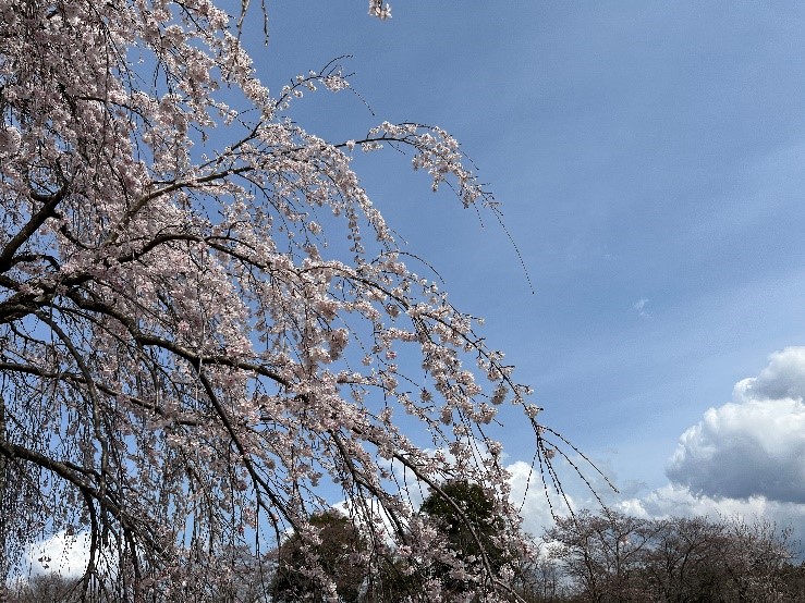 桜の花が咲き誇る木々と青空が広がる風景、穏やかな春の日の光景。