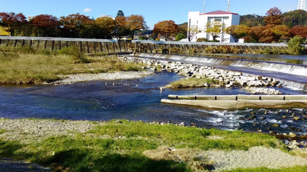 広瀬川の鮭が遡上する様子を捉えた風景、秋の紅葉が映える川辺の風景。