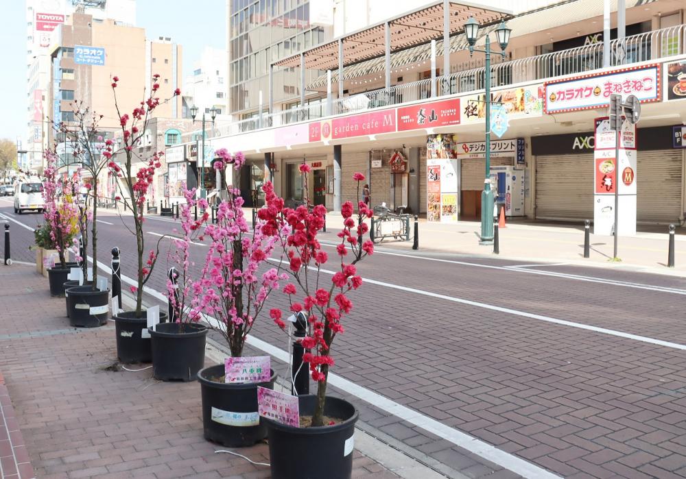 花ももの木が並ぶプランターが設置された街路の風景。
