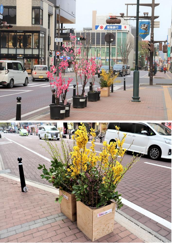 花ももの木と黄色い花が咲くプランターが並ぶ街角の風景。