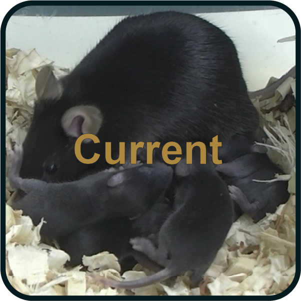 current members