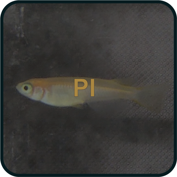 about PI