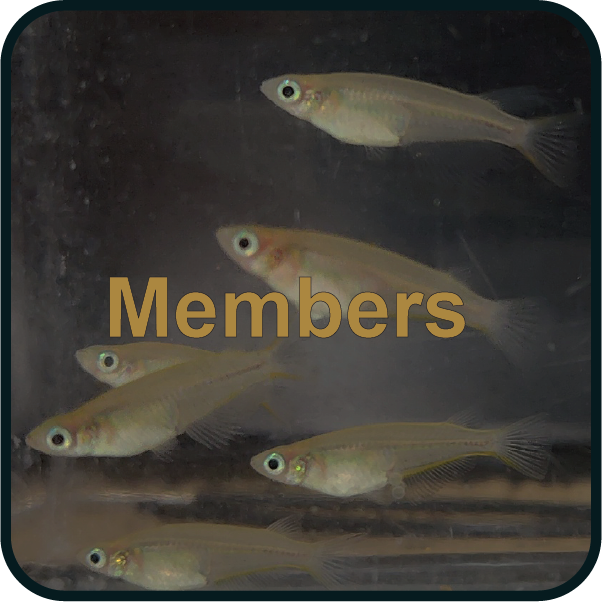 Members