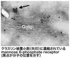 クラスリン被覆小胞内のmannose 6-phosphate receptorの位置を示す電子顕微鏡画像。