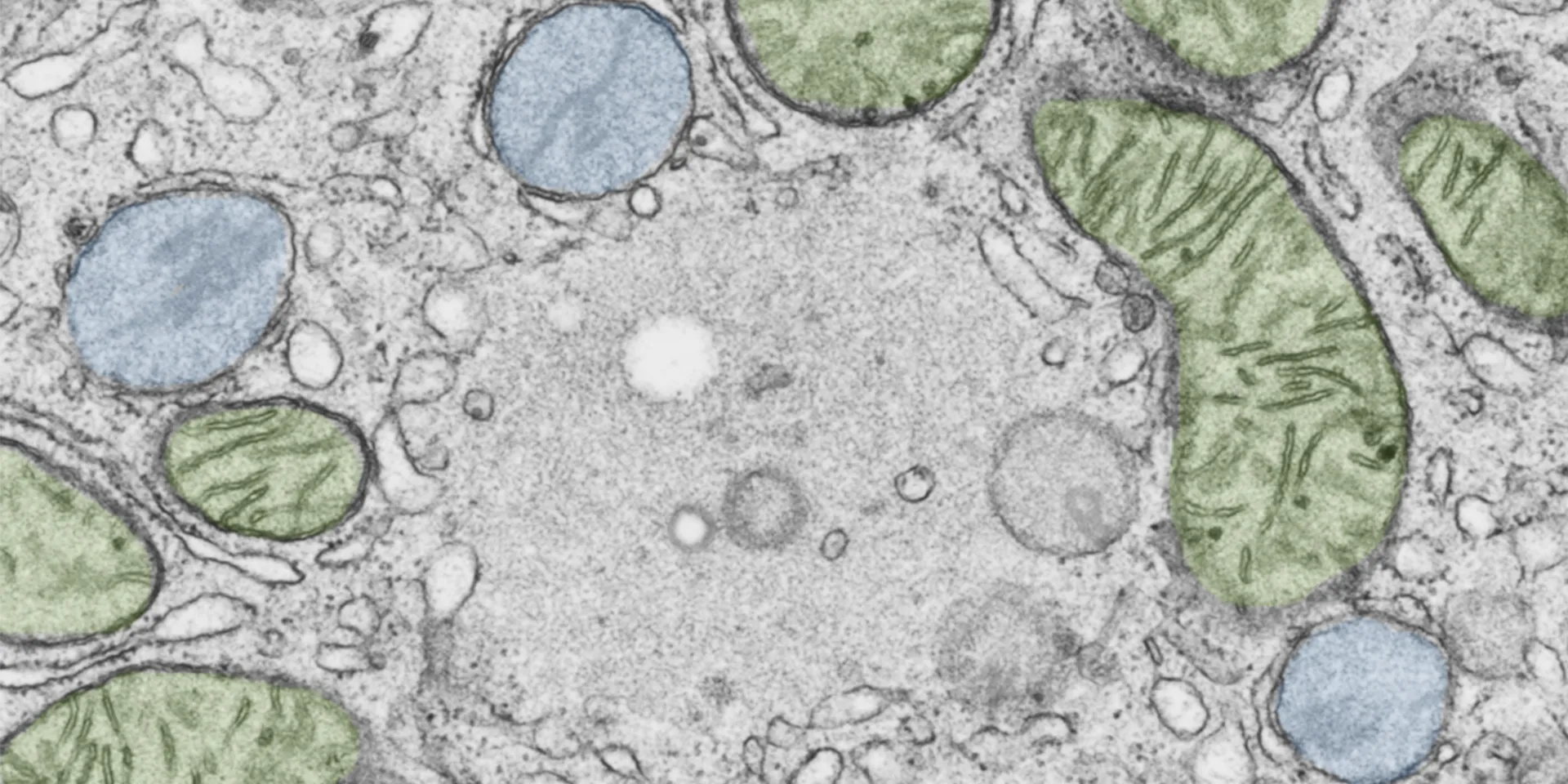 解剖・組織学講座のページを示す、福島県立医科大学のロゴや情報が含まれた画像。