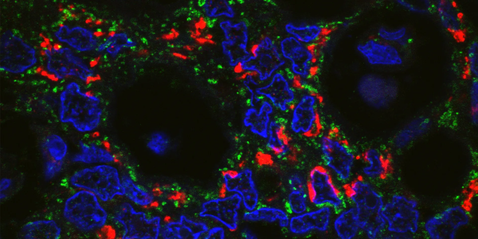 解剖・組織学講座のページを示す、福島県立医科大学のロゴや情報が含まれた画像。