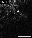 画像は、研究データを示す顕微鏡の画像で、白い矢印が特定の構造を指し示しています。背景は暗く、細かい粒子が散在しています。