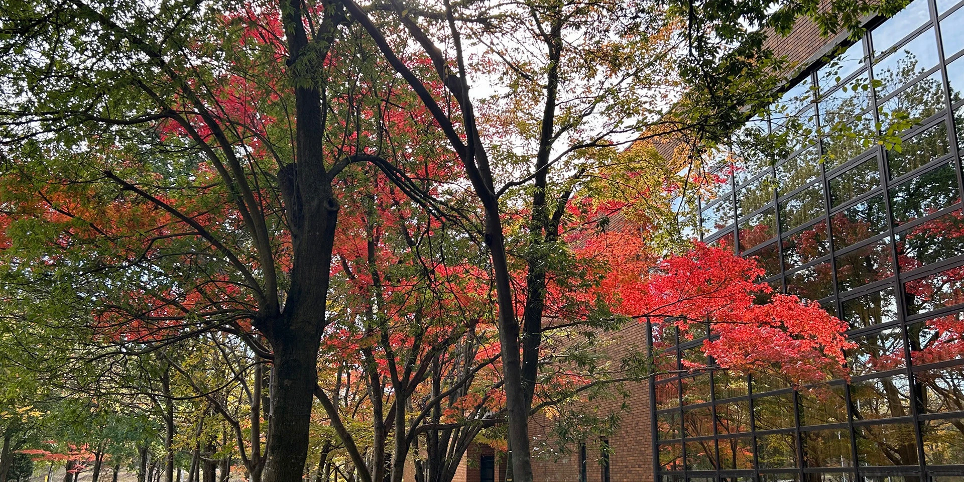 顕微鏡で観察された生体物質の細胞構造や形態が映し出された画像。