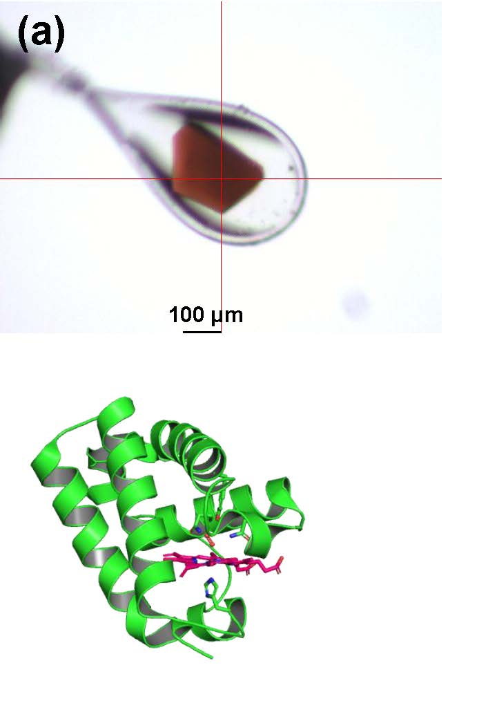 ゾウリムシの短縮型グロビン（T型）の顕微鏡画像。