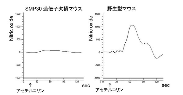 SMP30遺伝子欠損マウスと野生型マウスの一酸化窒素濃度の時間変化を示すグラフ、アセチルコリン投与後の反応を比較。