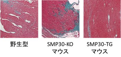 野生型、SMP30-KO、SMP30-TGマウスの組織プレパラート画像。各スライドにおいて、細胞構造や染色パターンが異なります。